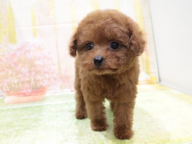 大阪府のトイプードル(トイ) (アミーゴ鳳店/2025年10月6日生まれ/女の子/レッドフォーン)の子犬の3枚目の画像