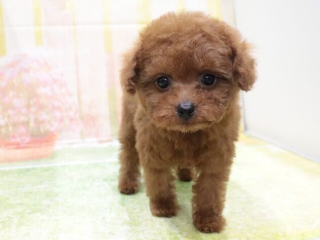 大阪府のトイプードル(トイ) (アミーゴ鳳店/2025年10月6日生まれ/女の子/レッドフォーン)の子犬の4枚目の画像