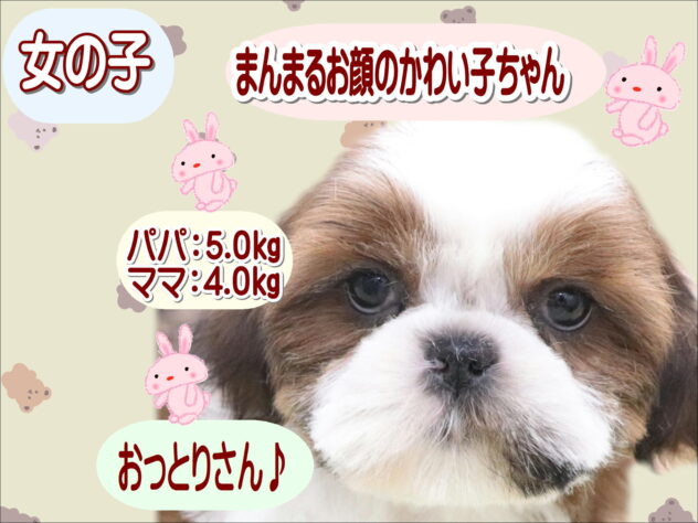 大阪府のシーズー (アミーゴ鳳店/2025年11月19日生まれ/女の子/ゴールドホワイト)の子犬