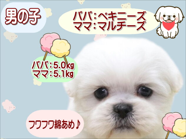 大阪府のハーフ犬・ミックス犬 (アミーゴ鳳店/2025年12月4日生まれ/男の子/ホワイト)の子犬の1枚目の画像