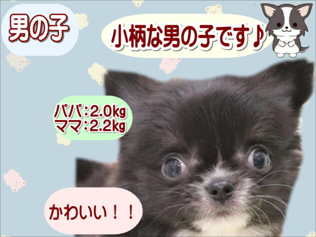 大阪府のチワワ(ロング) (アミーゴ鳳店/2025年11月11日生まれ/男の子/ブラックタンホワイト)の子犬の1枚目の画像