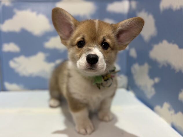 山形県のウェルシュコーギーペンブローク (アミーゴ山形北店/2025年10月22日生まれ/男の子/セーブルホワイト)の子犬の1枚目の画像