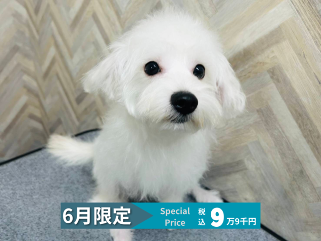 岡山県のハーフ犬・ミックス犬 (アミーゴ水島店/2025年12月3日生まれ/女の子/ホワイト)の子犬の1枚目の画像