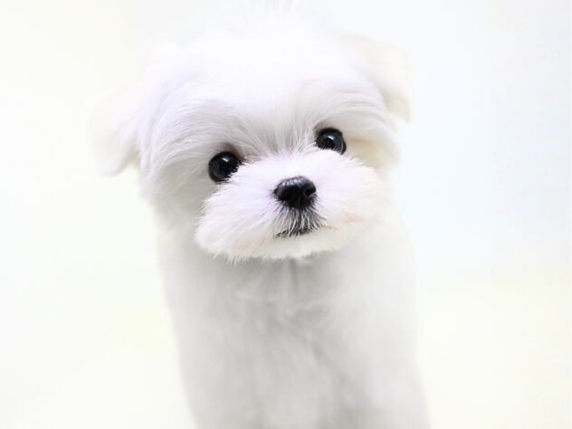 岡山県のマルチーズ (アミーゴ大安寺店/2025年10月14日生まれ/男の子/ホワイト)の子犬の2枚目の画像