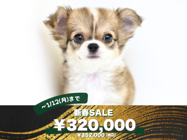 岡山県のチワワ(ロング) (アミーゴ大安寺店/2025年10月17日生まれ/女の子/レッドホワイト)の子犬