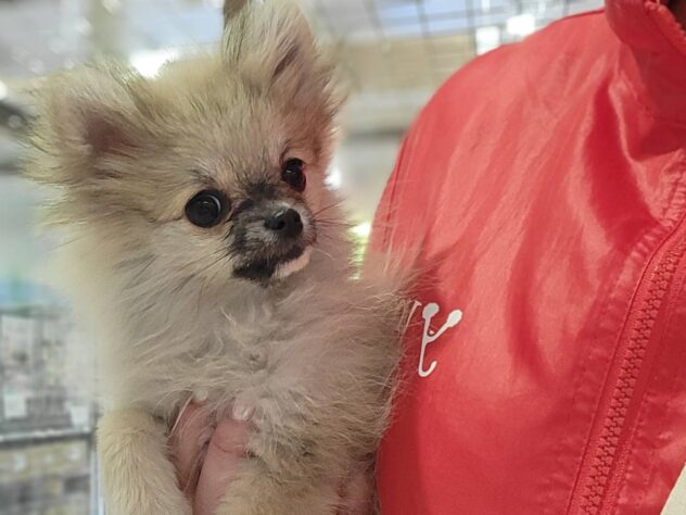 福島県のハーフ犬・ミックス犬 (アミーゴ須賀川店/2025年8月16日生まれ/女の子/フォーン)の子犬