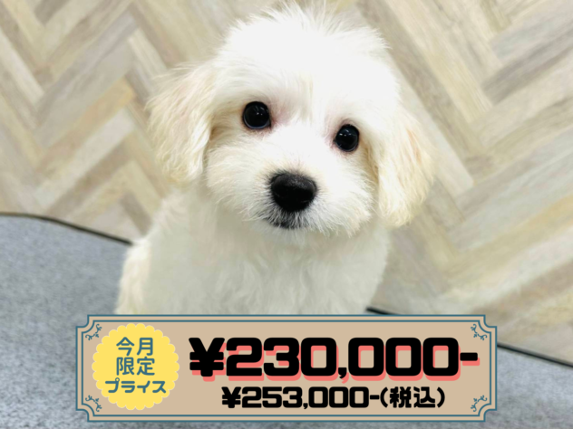 岡山県のハーフ犬・ミックス犬 (アミーゴ水島店/2025年12月3日生まれ/女の子/ホワイト)の子犬の1枚目の画像