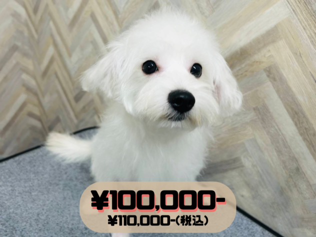 岡山県のハーフ犬・ミックス犬 (アミーゴ水島店/2025年12月3日生まれ/女の子/ホワイト)の子犬の1枚目の画像