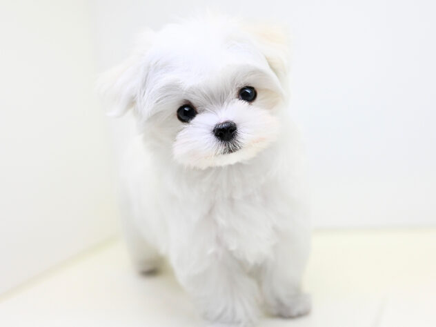 岡山県のマルチーズ (アミーゴ大安寺店/2025年10月14日生まれ/男の子/ホワイト)の子犬の3枚目の画像