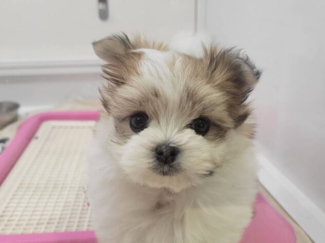 福島県のハーフ犬・ミックス犬 (アミーゴ須賀川店/2025年11月16日生まれ/女の子/ホワイトオレンジ)の子犬の1枚目の画像