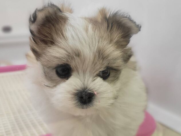 福島県のハーフ犬・ミックス犬 (アミーゴ須賀川店/2025年11月16日生まれ/女の子/ホワイトオレンジ)の子犬の2枚目の画像