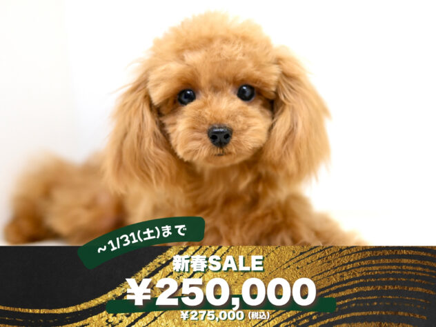 岡山県のトイプードル(トイ) (アミーゴ大安寺店/2025年6月4日生まれ/女の子/オレンジフォーン)の子犬の1枚目の画像