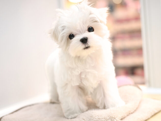 岡山県のマルチーズ (アミーゴ大安寺店/2025年10月14日生まれ/男の子/ホワイト)の子犬の3枚目の画像