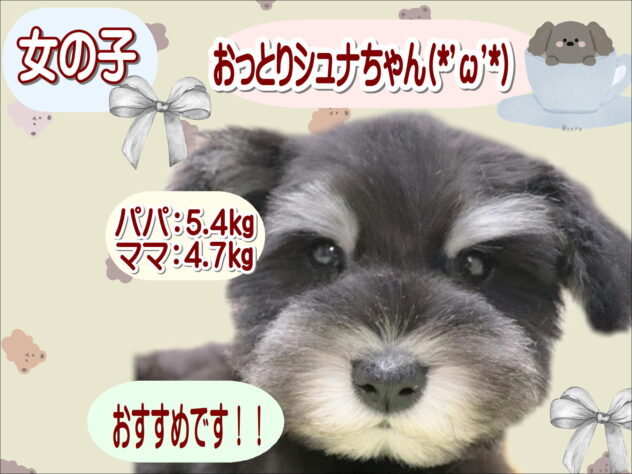大阪府のミニチュアシュナウザー (アミーゴ鳳店/2025年11月19日生まれ/女の子/ブラックシルバー)の子犬