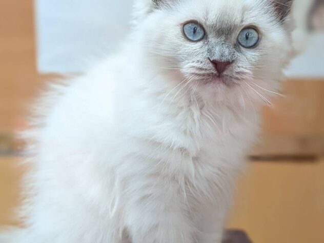 福島県のラグドール (アミーゴ福島南店/2025年11月18日生まれ/女の子/ブルーポイントミテッド)の子猫の1枚目の画像