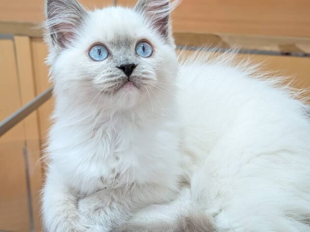 福島県のラグドール (アミーゴ福島南店/2025年11月18日生まれ/女の子/ブルーポイントミテッド)の子猫の2枚目の画像