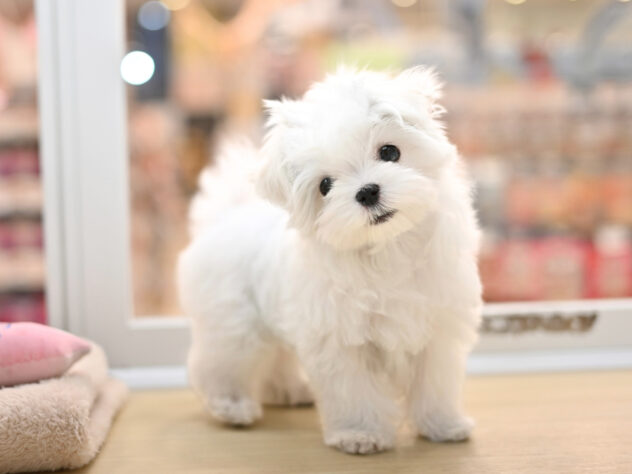 岡山県のマルチーズ (アミーゴ大安寺店/2025年10月14日生まれ/男の子/ホワイト)の子犬の4枚目の画像