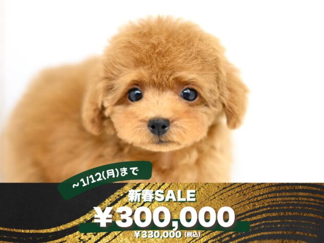 岡山県のトイプードル(トイ) (アミーゴ大安寺店/2025年9月11日生まれ/女の子/レッドフォーン)の子犬の1枚目の画像