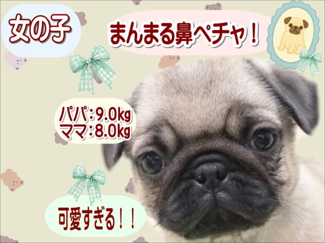 大阪府のパグ (アミーゴ鳳店/2025年11月25日生まれ/女の子/フォーン)の子犬