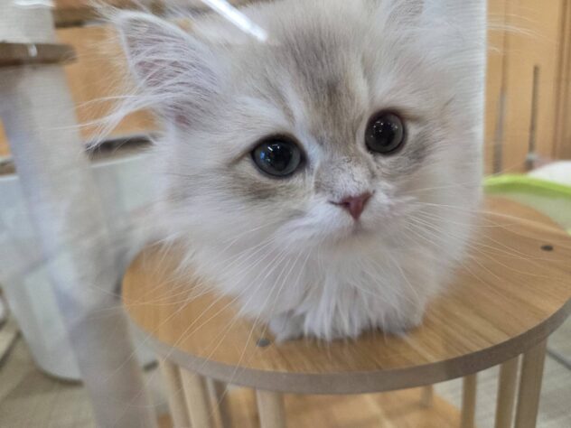 福島県のブリティッシュロングヘアー (アミーゴ福島南店/2025年10月30日生まれ/男の子/その他色)の子猫の2枚目の画像