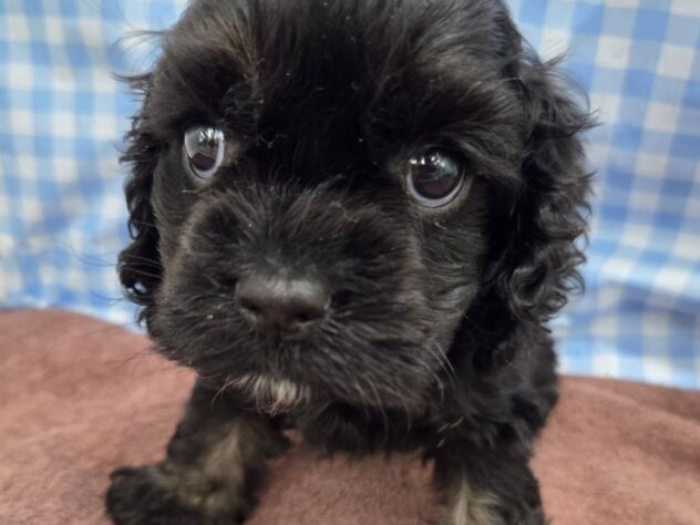 福島県のアメリカンコッカースパニエル (アミーゴ福島南店/2026年11月2日生まれ/男の子/ブラックタン)の子犬