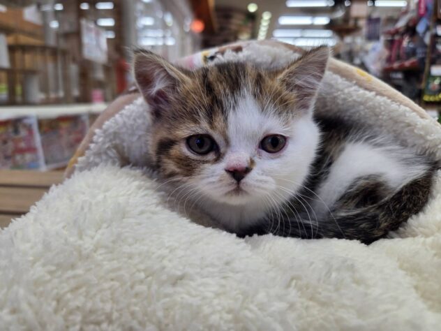 福島県のミヌエット (アミーゴ福島南店/2025年11月1日生まれ/男の子/ブラウンタビーホワイト)の子猫