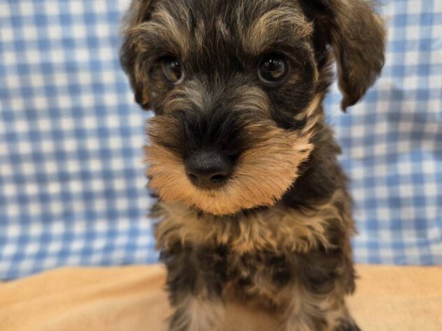 福島県のハーフ犬・ミックス犬 (アミーゴ福島南店/2025年11月14日生まれ/女の子/ソルトペッパー)の子犬