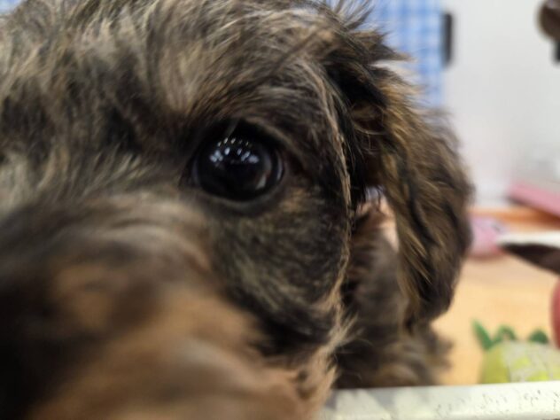 福島県のハーフ犬・ミックス犬 (アミーゴ福島南店/2025年11月14日生まれ/女の子/ソルトペッパー)の子犬の2枚目の画像