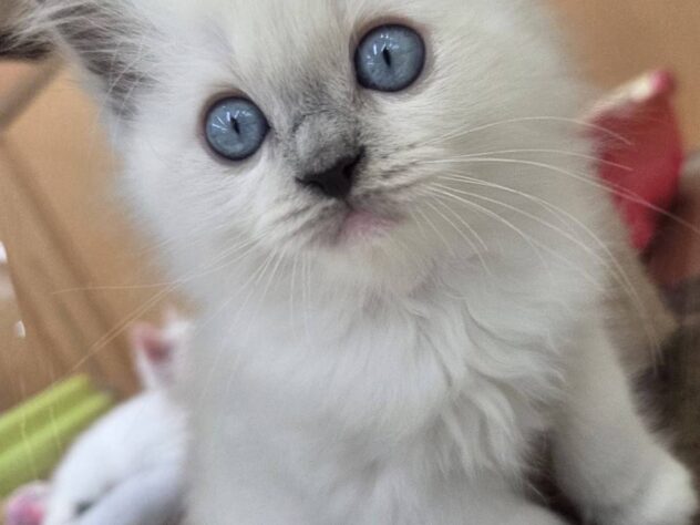 福島県のラグドール (アミーゴ福島南店/2025年11月18日生まれ/女の子/ブルーポイントミテッド)の子猫