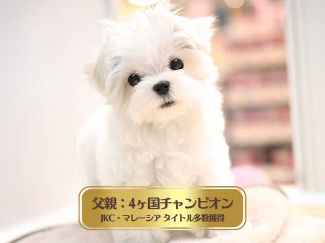 岡山県のマルチーズ (アミーゴ大安寺店/2025年10月14日生まれ/男の子/ホワイト)の子犬の2枚目の画像