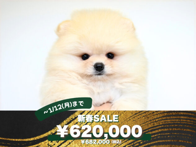 岡山県のポメラニアン (アミーゴ大安寺店/2025年9月23日生まれ/女の子/クリーム)の子犬の1枚目の画像