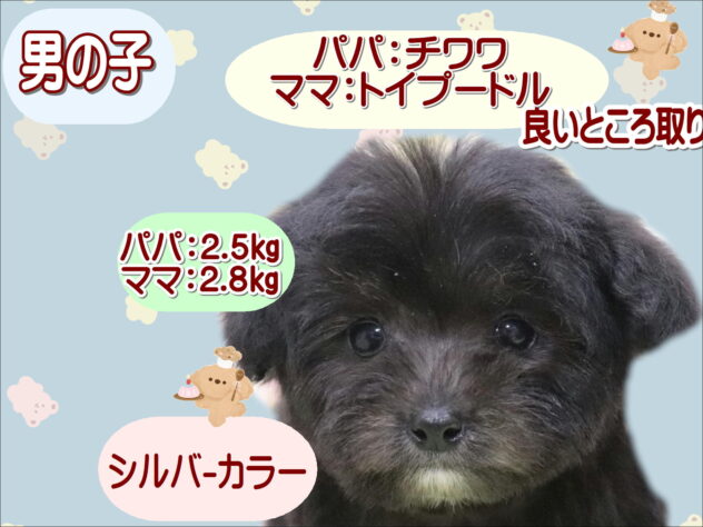大阪府のハーフ犬・ミックス犬 (アミーゴ鳳店/2025年11月8日生まれ/男の子/シルバー)の子犬の1枚目の画像