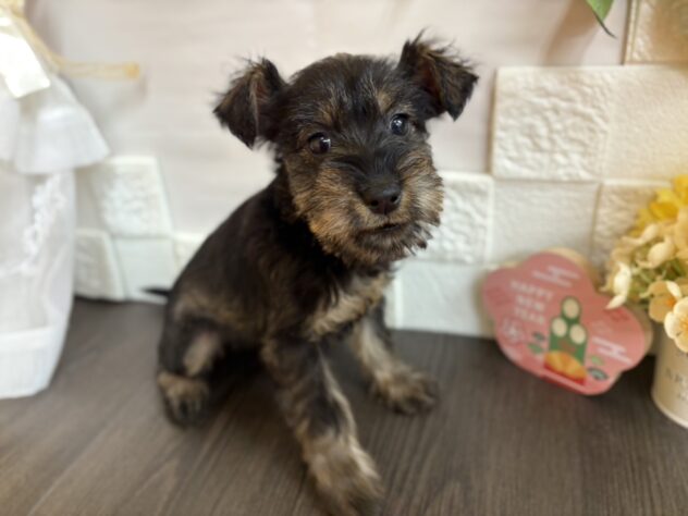 宮城県のハーフ犬・ミックス犬 (アミーゴ古川駅前店/2025年11月7日生まれ/女の子/01 ブラック系)の子犬の1枚目の画像