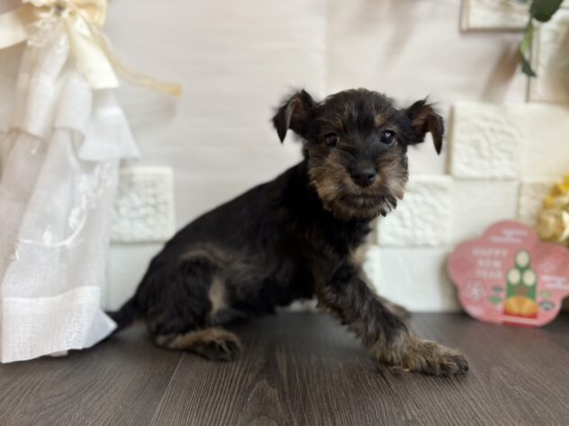 宮城県のハーフ犬・ミックス犬 (アミーゴ古川駅前店/2025年11月7日生まれ/女の子/01 ブラック系)の子犬の2枚目の画像