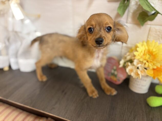 宮城県のハーフ犬・ミックス犬 (アミーゴ古川駅前店/2025年8月26日生まれ/男の子/レッド)の子犬の1枚目の画像