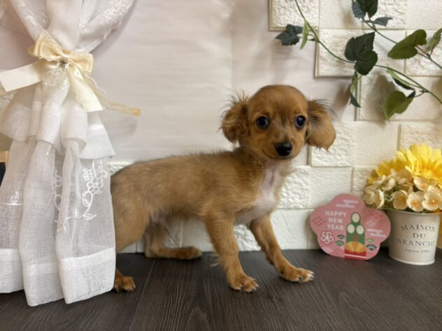 宮城県のハーフ犬・ミックス犬 (アミーゴ古川駅前店/2025年8月26日生まれ/男の子/レッド)の子犬の2枚目の画像