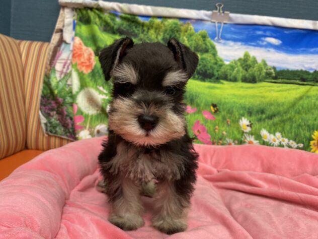 和歌山県のミニチュアシュナウザー (アミーゴ和歌山太田店/2025年11月6日生まれ/男の子/ブラックシルバー)の子犬の2枚目の画像