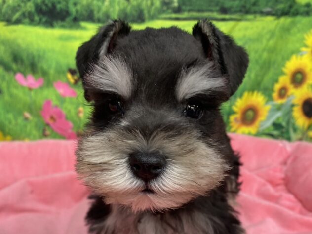 和歌山県のミニチュアシュナウザー (アミーゴ和歌山太田店/2025年11月6日生まれ/男の子/ブラックシルバー)の子犬の1枚目の画像