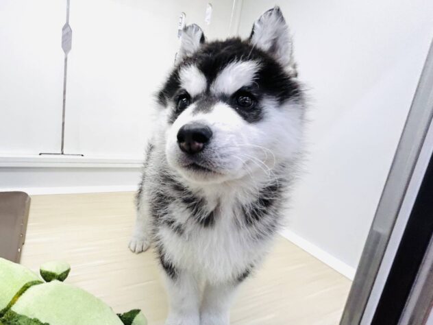 岡山県のシベリアンハスキー (アミーゴ水島店/2025年11月9日生まれ/女の子/ブラックホワイト)の子犬の3枚目の画像