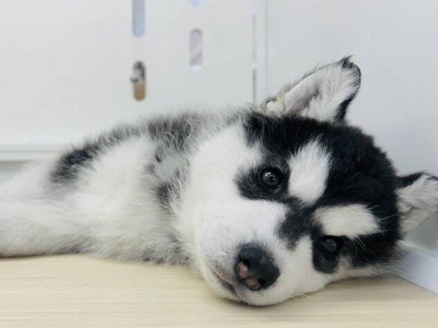 岡山県のシベリアンハスキー (アミーゴ水島店/2025年11月9日生まれ/女の子/ブラックホワイト)の子犬の4枚目の画像