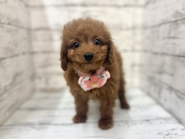 福島県のトイプードル(トイ) (アミーゴいわき店/2025年11月12日生まれ/女の子/レッドフォーン)の子犬の1枚目の画像