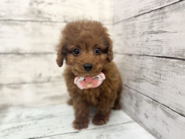 福島県のトイプードル(トイ) (アミーゴいわき店/2025年11月12日生まれ/女の子/レッドフォーン)の子犬の2枚目の画像