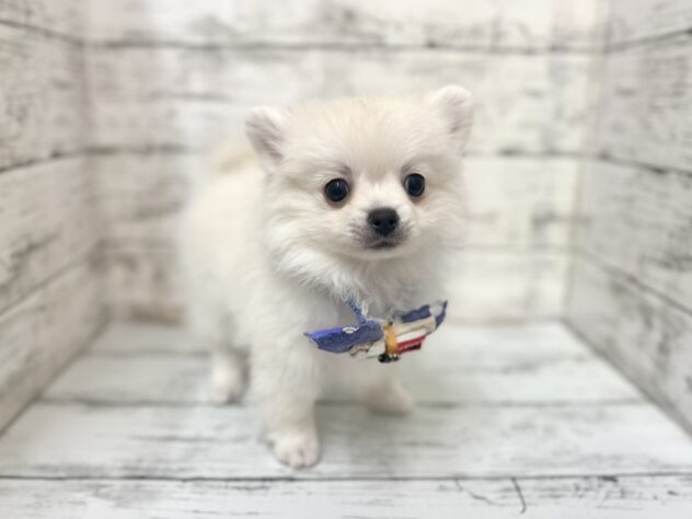 福島県のハーフ犬・ミックス犬 (アミーゴいわき店/2025年11月9日生まれ/男の子/06 ホワイト系)の子犬の2枚目の画像