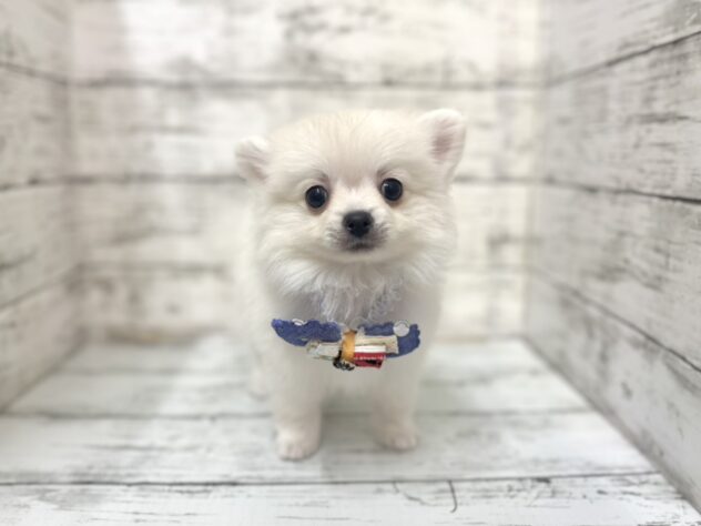 福島県のハーフ犬・ミックス犬 (アミーゴいわき店/2025年11月9日生まれ/男の子/06 ホワイト系)の子犬の1枚目の画像