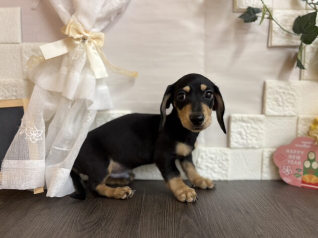 宮城県のミニチュアダックスフンド(ロング) (アミーゴ古川駅前店/2025年10月20日生まれ/男の子/ブラックイエロー)の子犬の2枚目の画像