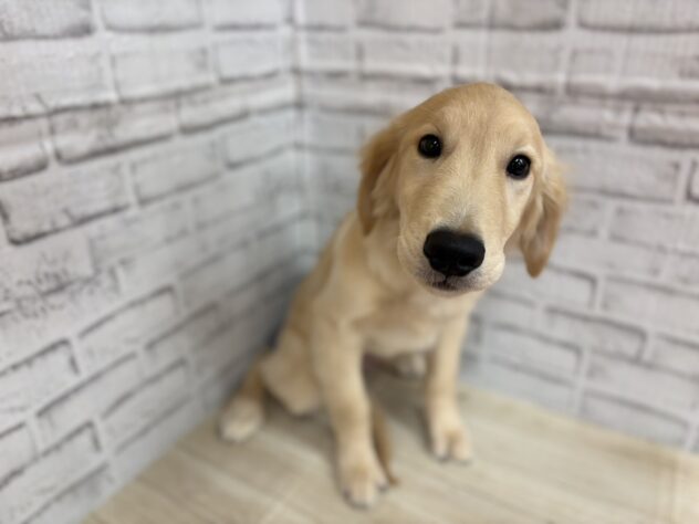 宮城県のゴールデンレトリバー (アミーゴ古川駅前店/2025年9月12日生まれ/男の子/03 ゴールド系)の子犬の2枚目の画像