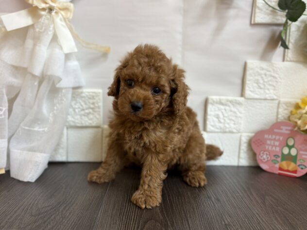 宮城県のトイプードル(トイ) (アミーゴ古川駅前店/2025年11月11日生まれ/男の子/02 レッド系)の子犬の2枚目の画像