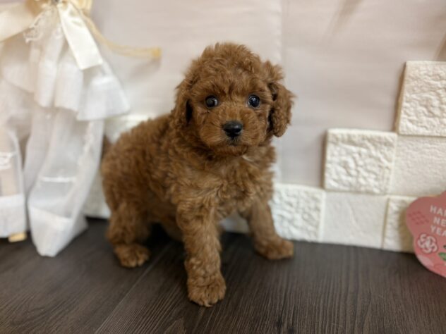 宮城県のトイプードル(トイ) (アミーゴ古川駅前店/2025年11月11日生まれ/男の子/02 レッド系)の子犬