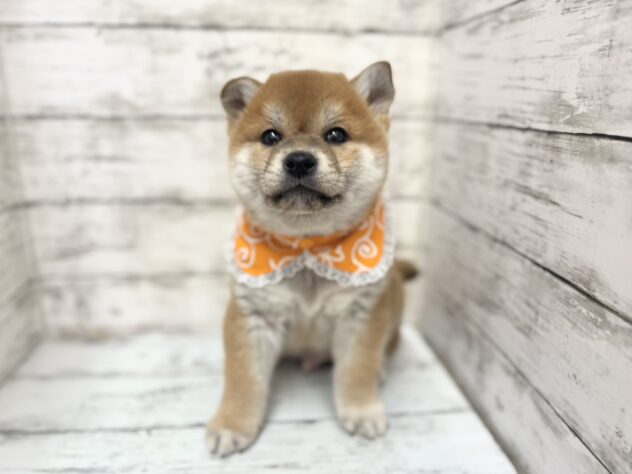 福島県の柴犬(標準サイズ) (アミーゴいわき店/2025年11月16日生まれ/男の子/赤)の子犬