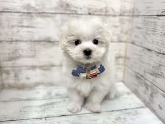 福島県のマルチーズ (アミーゴいわき店/2025年11月16日生まれ/男の子/ホワイト)の子犬